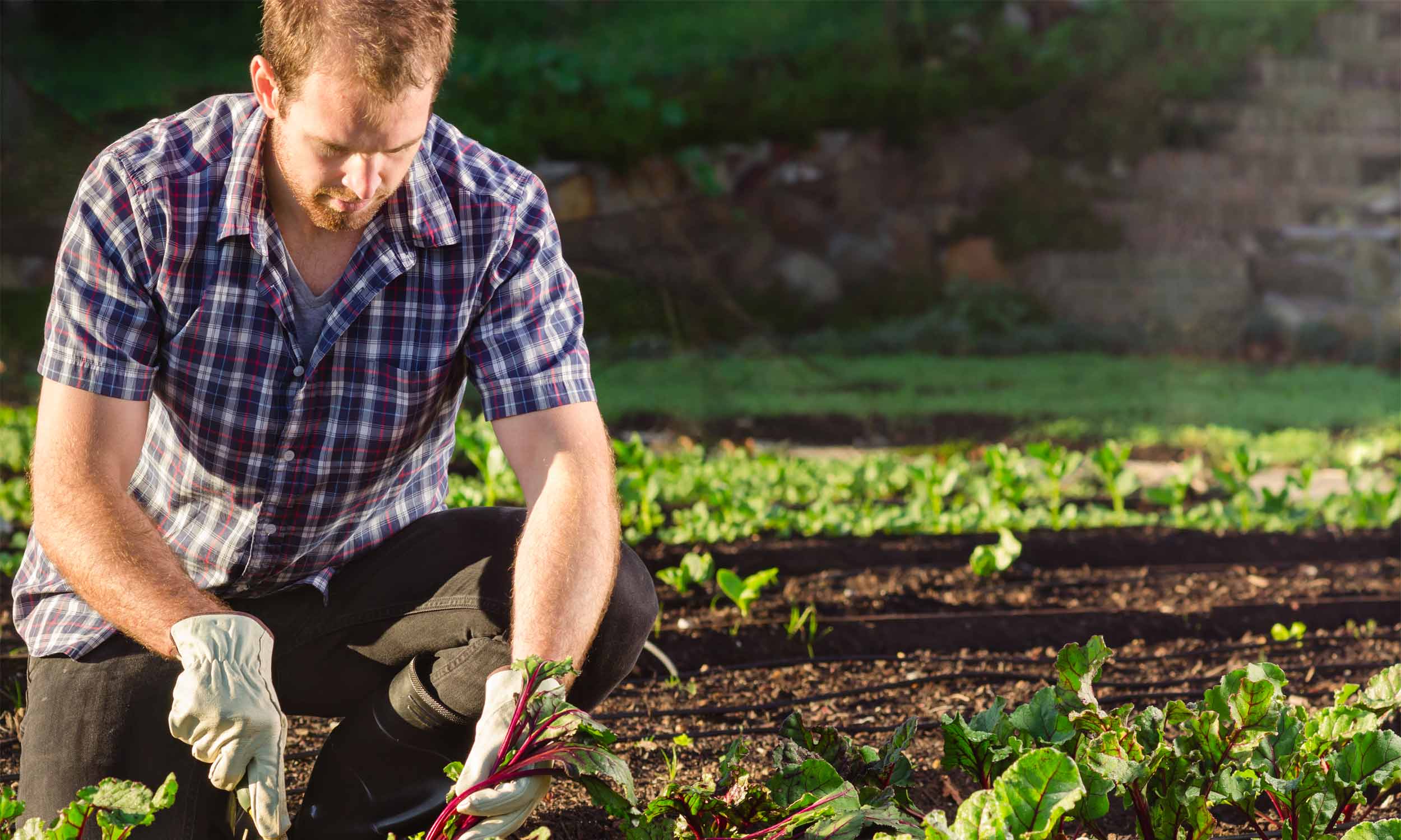 Gardening